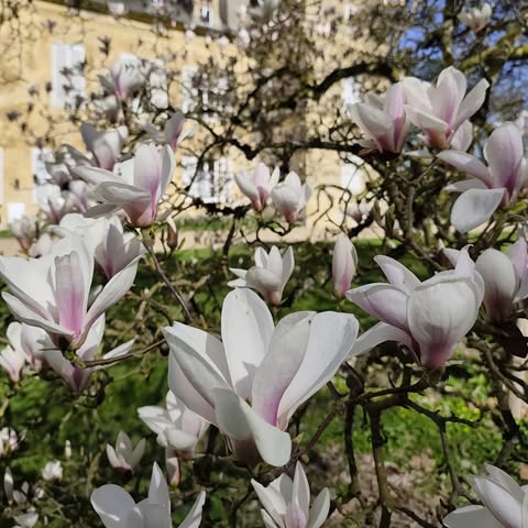Chateau Preisch