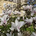 Chateau Preisch